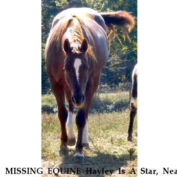 MISSING EQUINE Hayley Is A Star, Near Maysville, GA, 30558